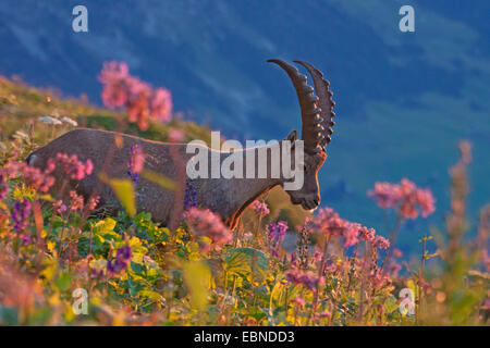 Stambecco delle Alpi (Capra ibex, Capra ibex ibex), in una fioritura di prato di montagna, Svizzera, Toggenburgo, Chaeserrugg Foto Stock