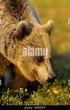 Unione l'orso bruno (Ursus arctos arctos), femmina adulta nella luce della sera, Finlandia Foto Stock