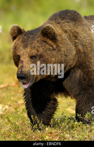 Unione l'orso bruno (Ursus arctos arctos), adulto maschio, Finlandia Foto Stock