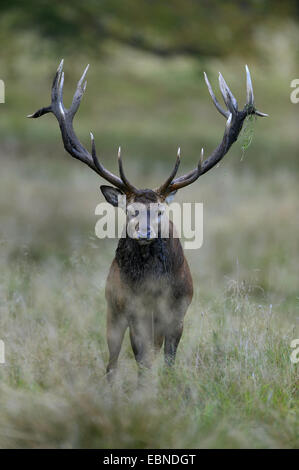 Il cervo (Cervus elaphus), impressionante stag, Danimarca Foto Stock