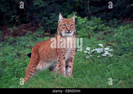 Eurasian (Lynx Lynx lynx), stando in piedi in un prato a bordo della foresta che fissano, in Germania, in Sassonia Foto Stock