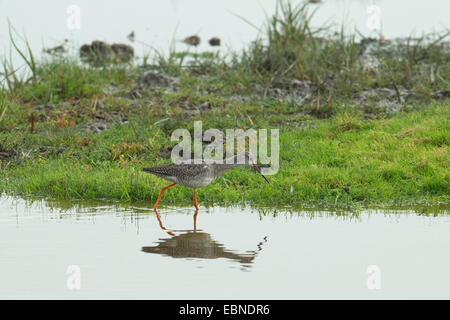 Spotted redshank (Tringa erythropus), sui mangimi a riva, Germania, Fehmarn, Wallnau NSG Foto Stock