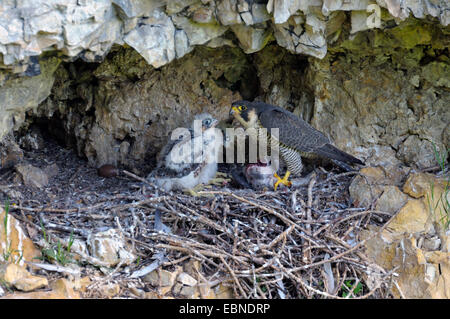 Falco pellegrino (Falco peregrinus), femmina con la preda al nido con due fledgelings, old aerie di un corvo, GERMANIA Baden-Wuerttemberg, Svevo Foto Stock