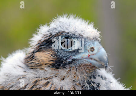 Falco pellegrino (Falco peregrinus), il ritratto di un uccellino, GERMANIA Baden-Wuerttemberg Foto Stock