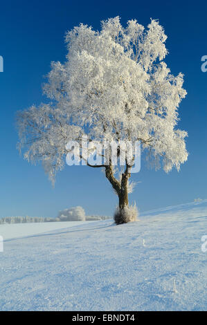 Comune di betulla, argento betulla, bianco europeo betulla, bianco (betulla Betula pendula, betula alba), il vecchio albero in inverno con trasformata per forte gradiente frost, GERMANIA Baden-Wuerttemberg, Biosphaerengebiet Schwaebische Alb Foto Stock