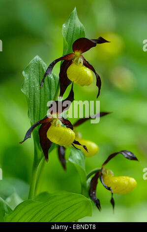 Varietà di orchidee viola (Cypripedium calceolus), fioritura, GERMANIA Baden-Wuerttemberg Foto Stock