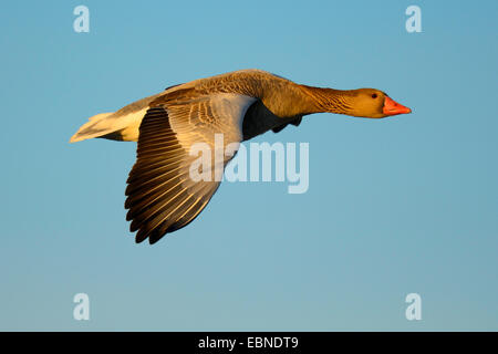 Graylag goose (Anser anser), volare in primo leggero, in Germania, in Baviera Foto Stock