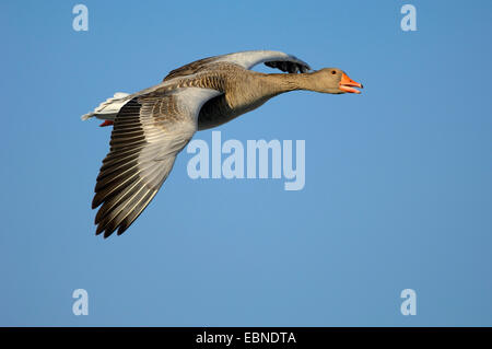 Graylag goose (Anser anser), volare in primo leggero, in Germania, in Baviera Foto Stock