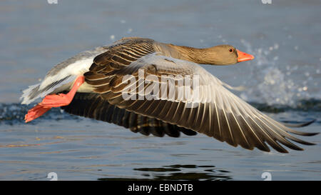 Graylag goose (Anser anser), volare un lago nella luce del mattino, in Germania, in Baviera Foto Stock