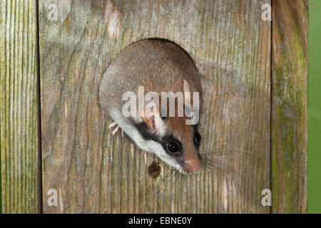 Quercino (Eliomys quercinus), in una scatola di nido, Germania Foto Stock