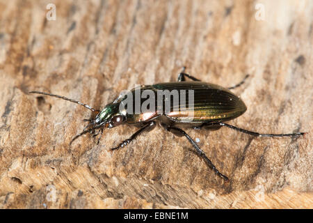 Pioggia beetle (Pterostichus cupreus, Poecilus cupreus), su deadwood, Germania Foto Stock