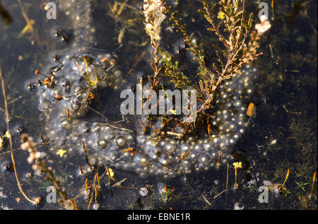 Common spadefoot, aglio toad (Pelobates fuscus), rigenerarsi in un tratto di acqua, Germania Foto Stock