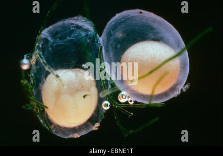 Newt liscia (Triturus vulgaris, Lissotriton vulgaris ), uova, Germania Foto Stock