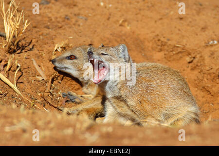 La mangusta gialla (Cynictis penicillata), coppia è seduto di fronte al burrow, mongoose è sbadigli, Sud Africa, Barberspan Bird Sanctury Foto Stock