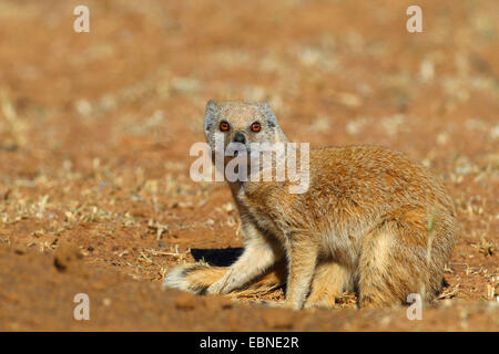La mangusta gialla (Cynictis penicillata), seduto al burrow , Sud Africa, Barberspan Bird Sanctury Foto Stock