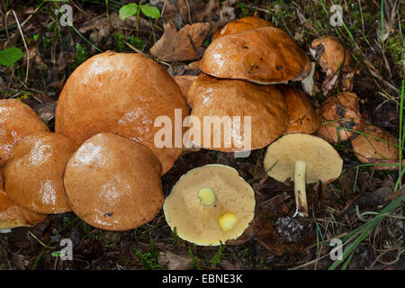 Piangendo bolete, granulata bolete (Suillus granulatus Suillus, lactifluus), diverse sul suolo della foresta, Germania Foto Stock