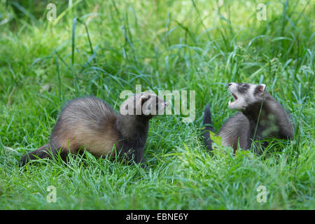 Polecat europea (Mustela putorius), due puzzole quarreling, Germania, Bassa Sassonia Foto Stock