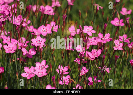 Maiden rosa (Dianthus deltoides), che fiorisce in un prato, Germania Foto Stock