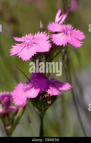 Ragged rosa (Dianthus seguieri), fiori, Germania Foto Stock