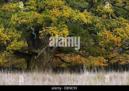 Comune di Quercia farnia, farnia (Quercus robur), diverse centinaia di anni vecchio albero con foglie di autunno, Danimarca Foto Stock