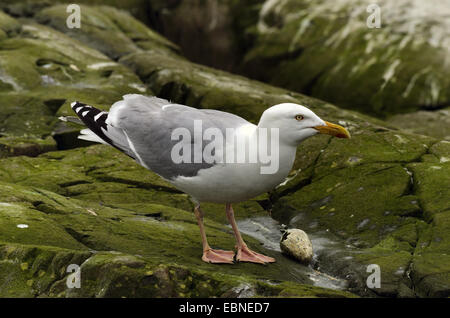 Aringa gabbiano (Larus argentatus), alimentando il auk uovo, Regno Unito, Inghilterra, Northumberland, farne Islands Foto Stock