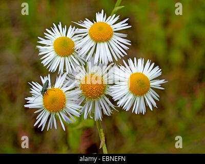 Fleabane annuale, daisy fleabane, dolce scabious, Orientale daisy fleabane, bianco-top (fleabane Erigeron annuus), fioritura, Germania Foto Stock