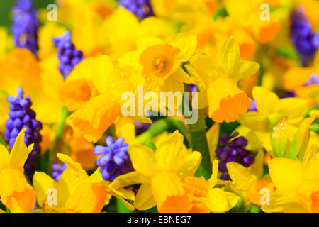 Daffodil (Narcissus spec.), con l'uva giacinto Foto Stock