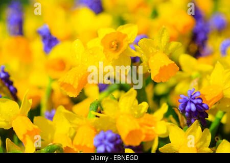 Daffodil (Narcissus spec.), con l'uva giacinto Foto Stock