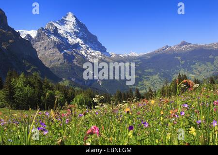 Il soleggiato Eiger sotto un cielo blu chiaro, Svizzera, Berna, Grindelwald Foto Stock