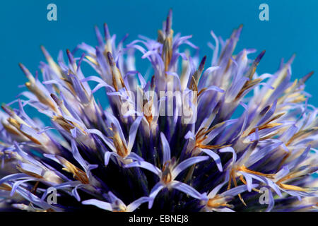 Grande globethistle, grande globo-thistle, giant globe thistle (Echinops sphaerocephalus), fiori Foto Stock