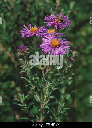 La nuova Inghilterra Aster (Aster novae-angliae), fioritura Foto Stock