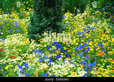 Annuale di confine di fiori selvaggi, Fetzer vigneti' Cantina sostenibile mostra giardino, RHS Chelsea Flower Show 2007, Londra, Regno Unito. Foto Stock