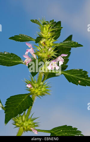 La canapa comune ortica, fragile-stelo hempnettle (Galeopsis tetrahit), fioritura, Germania Foto Stock