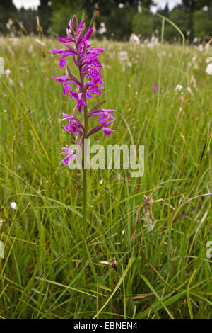 Orchidea (cfr. Orchis palustris), che fiorisce in un cotone erba prato, in Germania, in Baviera, Staffelsee Foto Stock