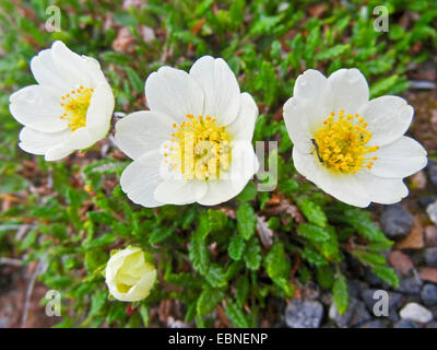 Mountain avens (Dryas octopetala), fiori, Norvegia Isole Svalbard, Bockfjorden Foto Stock