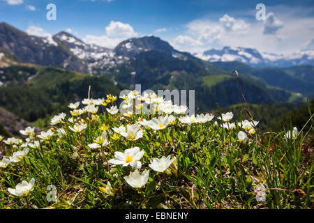 Mountain avens (Dryas octopetala), fioritura, in Germania, in Baviera, Jenner Foto Stock