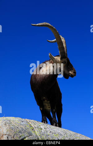 Lo spagnolo di stambecco (Capra pyrenaica victoriae), in piedi su una roccia, Spagna Sierra de Gredos Foto Stock