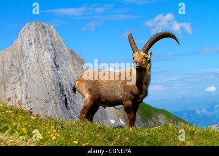 Stambecco delle Alpi (Capra ibex, Capra ibex ibex), in piedi di fronte ad uno scenario di montagna, Svizzera, Alpstein, Altmann Foto Stock