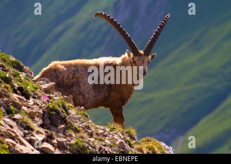 Stambecco delle Alpi (Capra ibex, Capra ibex ibex), permanente sulla ripida cresta, Svizzera, Alpstein, Altmann Foto Stock