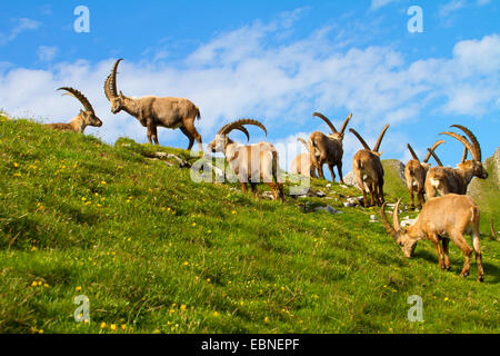 Stambecco delle Alpi (Capra ibex, Capra ibex ibex), mandria sul prato di montagna, Svizzera, Alpstein, Altmann Foto Stock