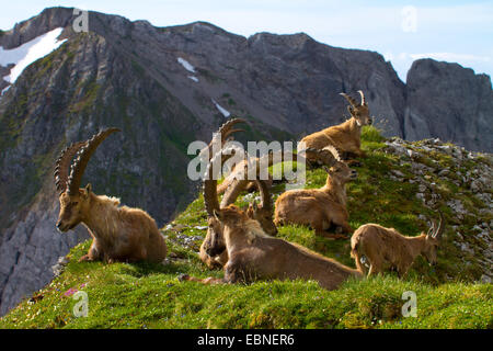 Stambecco delle Alpi (Capra ibex, Capra ibex ibex), allevamento prendere il sole sul prato di montagna, Svizzera, Alpstein, Saentis Foto Stock