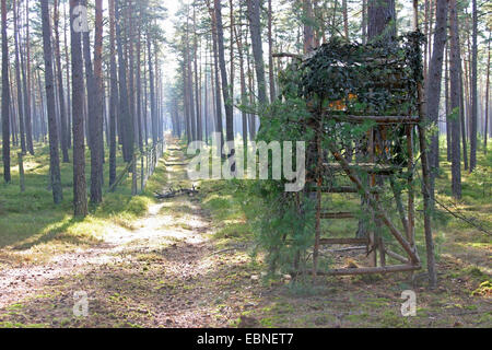 Nascondi sollevata al percorso di foresta, Germania, Bassa Sassonia Foto Stock