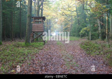 Nascondi sollevata in autunno la foresta, Germania, Bassa Sassonia Foto Stock