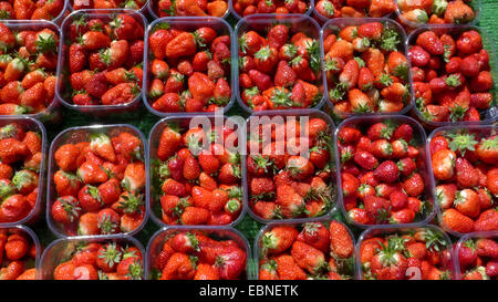 Hybrid fragola, giardino fragola (Fragaria x ananassa, Fragaria ananassa), sul display , Germania Foto Stock