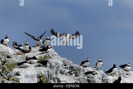 Atlantic puffin, comune puffin (Fratercula arctica), lo sbarco in una colonia su una scogliera, Regno Unito, Inghilterra, Northumberland, farne Islands Foto Stock