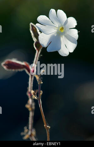 White Campion (Silene latifolia subsp. alba, Silene alba, Silene pratensis Melandrium album), fiore in controluce, Germania Foto Stock