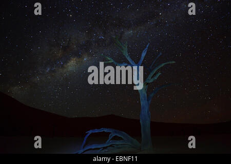 Camel thorn, giraffe thorn (Acacia erioloba), morto camel thorn nel deserto a notte stellata, Namibia, Namib Naukluft National Park, Sossusvlei Foto Stock