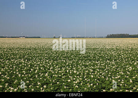 Patata (solanum tuberosum), campo di fioritura, le turbine eoliche in sfondi, Paesi Bassi, Flevoland Foto Stock