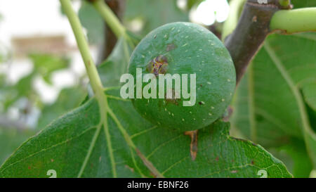 La figura commestibili, comune fig (Ficus carica), figura su un albero, Spagna, Balearen, Maiorca Foto Stock