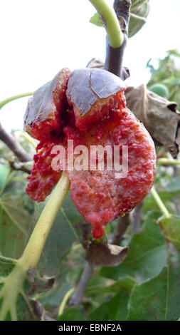 La figura commestibili, comune fig (Ficus carica), maturi aprire le figure su un albero, Spagna, Balearen, Maiorca Foto Stock